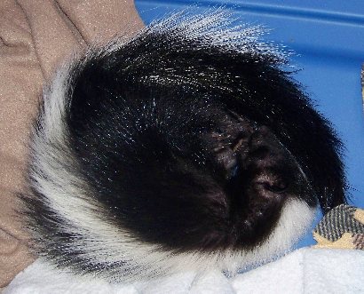 Orphaned skunk