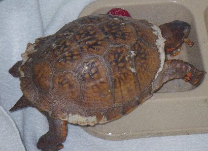 Rescued three-toed box turtle