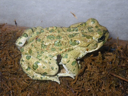 Red-spotted Toad (Bufo punctatus)