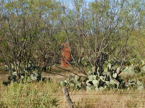 Cactus in WWII Camp Barkeley, Texas