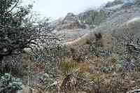 Guadalupe Mountains 