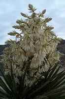 yucca in bloom