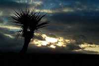 yucca sunset